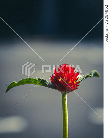 天に向かって咲く深紅の花の写真素材