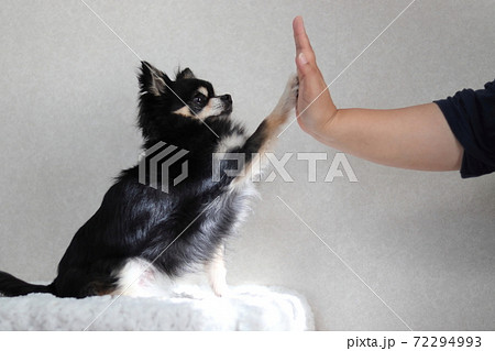 ハイタッチ トレーニング チワワ 犬の写真素材