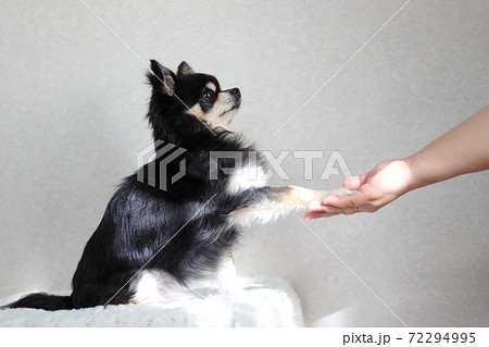 お手 トレーニング チワワ 犬 お手 トレーニング チワワ 犬 72294995