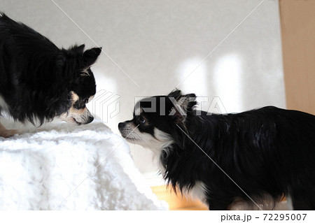 2匹の仲良しチワワ 多頭飼い 犬の写真素材