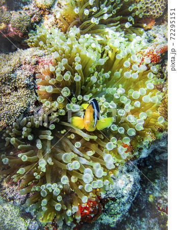 Anemonfish live under the protection of anemones at the bottom of the Indian ocean 72295151