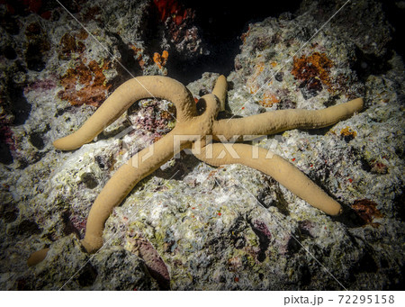 Yellow starfish on corals in the Indian ocean 72295158