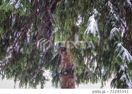 Melting snow covering leafs of a pine tree. Melting snow covering leafs of a pine tree. 72295351
