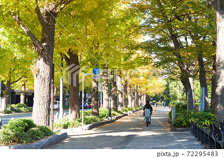 横浜山下公園通りの銀杏並木の景色 72295483