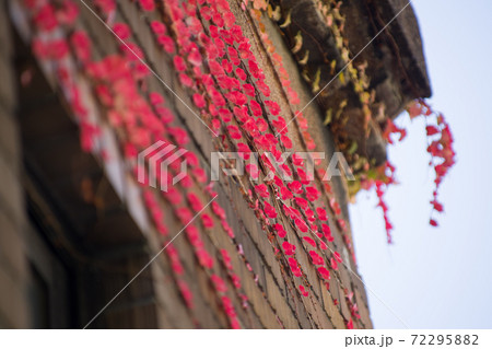 街角の古い壁の紅葉したツタの景色 街角の古い壁の紅葉したツタの景色 72295882