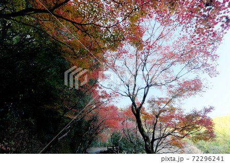 光の当たらない日陰の紅葉 光の当たらない日陰の紅葉 72296241