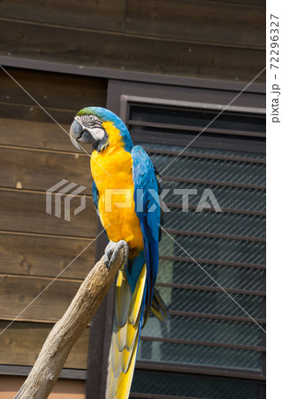 ルリコンゴウインコ ルリコンゴウインコ 72296327