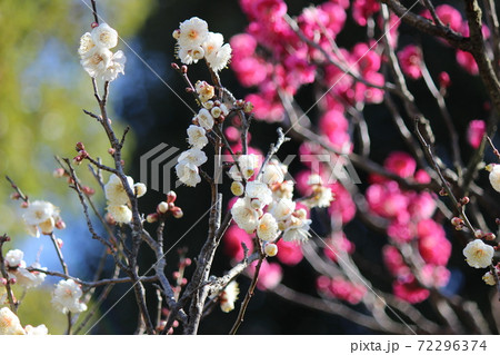咲き誇る白梅の花の向こうに紅白の梅の花 72296374