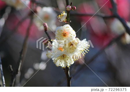 花びらの開き具合が絶妙 花びらの開き具合が絶妙 72296375