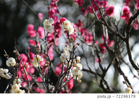 陽射しを浴びて香り立つような梅の花の写真素材