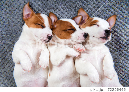 Couple of two funny in love Jack Russell Terrier puppies dogs 72296446