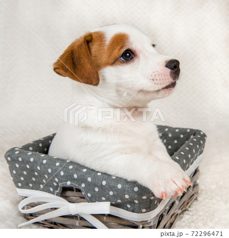 Jack Russell Terrier dog puppy in the basket Jack Russell Terrier dog puppy in the basket 72296471