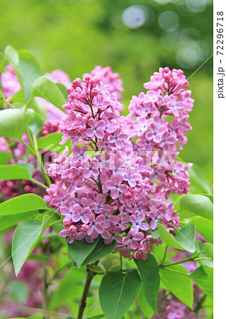 ライラックの花 ライラックの花 72296718
