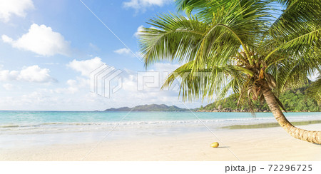 Tropical beach and palm tree, copy space, banner 72296725