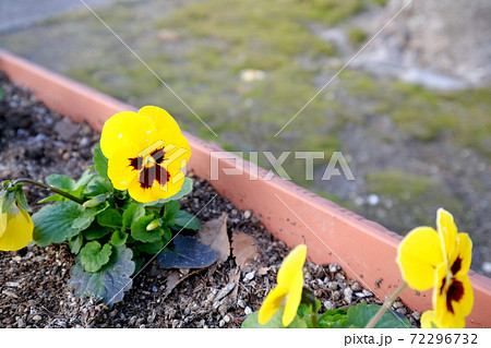 おじさんの顔に見える黄色のビオラ・パンジー おじさんの顔に見える黄色のビオラ・パンジー 72296732