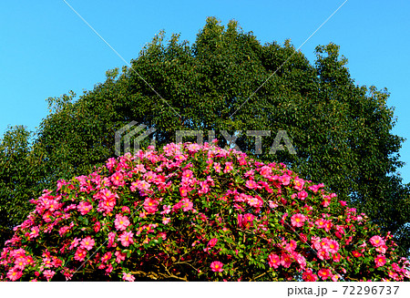 満開に咲いたサザンカの花 72296737