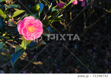 西日を浴びるサザンカの花 西日を浴びるサザンカの花 72296742