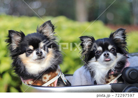 2匹のチワワとコリウス 多頭飼い 犬の写真素材