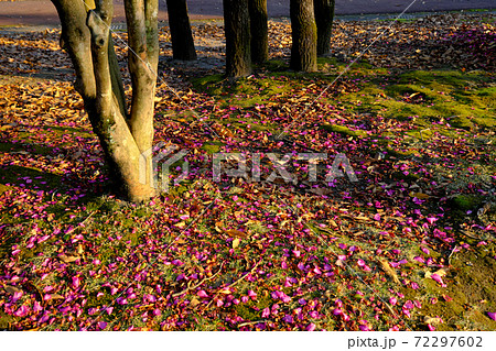 サザンカの絨毯 72297602