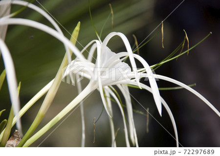 White hymenocallis littoralis flower on the tree. Beach spider lily Flower in white color White hymenocallis littoralis flower on the tree. Beach spider lily Flower in white color 72297689