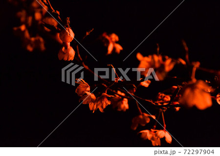 夜桜 夜桜 72297904