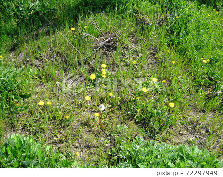 草原に咲くタンポポの花 72297949