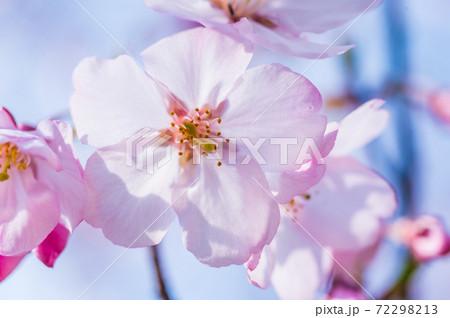美しく咲く日本の桜の花 美しく咲く日本の桜の花 72298213