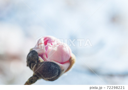 美しく咲く日本の桜の花 美しく咲く日本の桜の花 72298221