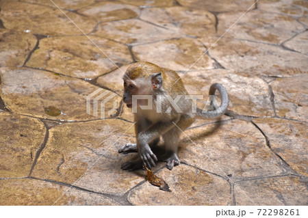 Crab-eating macaque, Macaca fascicularis, also known as the long-tailed macaque, monkey 72298261