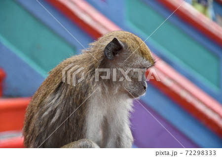 Crab-eating macaque, Macaca fascicularis, also known as the long-tailed macaque, monkey 72298333