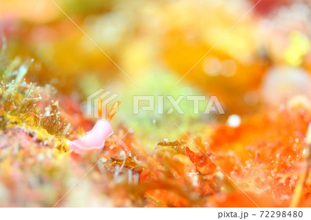 ウミウシの世界の写真素材