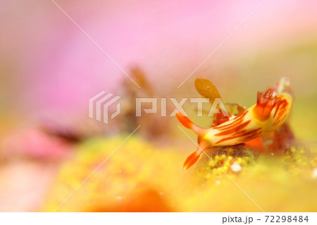 ウミウシの世界② 72298484