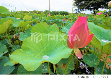 花ハス　ハス　蓮　Lotus 　ロータス　つつじが岡公園　花ハス遊覧船　　 72298594