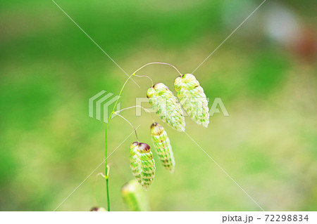 黄緑色のコバンソウ 黄緑色のコバンソウ 72298834