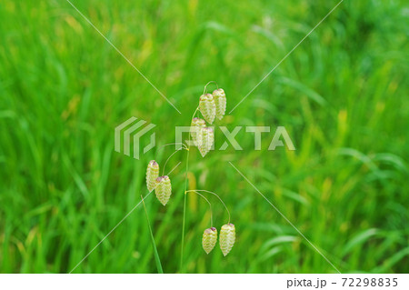 黄緑色のコバンソウ 黄緑色のコバンソウ 72298835