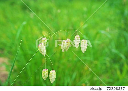 黄緑色のコバンソウ 黄緑色のコバンソウ 72298837