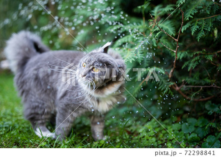cat shaking wet head from rain drops cat shaking wet head from rain drops 72298841