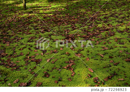 苔の絨毯と落葉した桜の葉 苔の絨毯と落葉した桜の葉 72298923