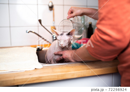 hairless sphynx cat getting washed in the sink hairless sphynx cat getting washed in the sink 72298924