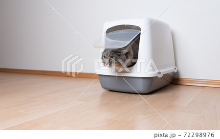 cat looking out of hooded litter box with copy space cat looking out of hooded litter box with copy space 72298976
