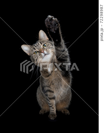 tabby cat raising paw up in the air isolated on black background tabby cat raising paw up in the air isolated on black background 72298987