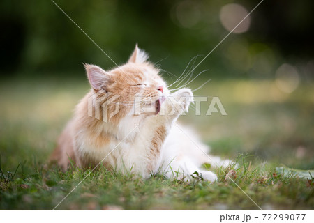 cream colored longhair cat grooming fur outdoors 72299077