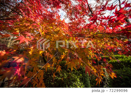真っ赤に色付いた赤モミジと青モミジの紅葉が美しい菊池神社の秋模様 72299096