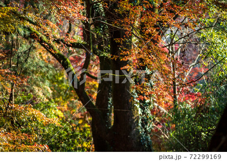 真っ赤に色付いた赤モミジと青モミジの紅葉が美しい菊池神社の秋模様 真っ赤に色付いた赤モミジと青モミジの紅葉が美しい菊池神社の秋模様 72299169