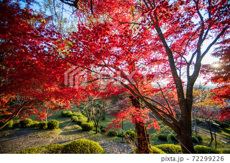 真っ赤に色付いた赤モミジと青モミジの紅葉が美しい菊池神社の秋模様 72299226