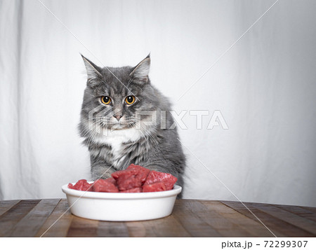 cat looking at food bowl with raw meat 72299307
