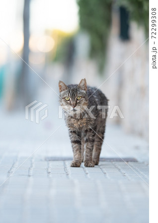 old tabby stray cat standing on sidewalk 72299308