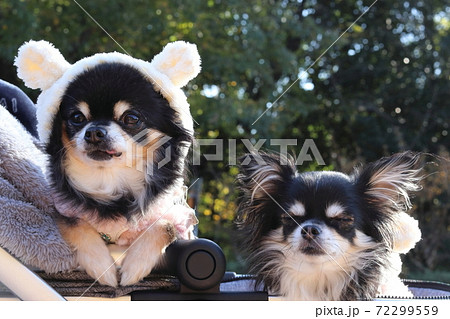 犬用カートに乗る2匹のチワワ 多頭飼いの写真素材