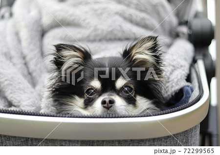犬用カートに乗るチワワ 犬の写真素材
