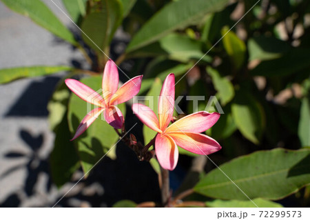 南国ハワイのピンクの花の写真素材